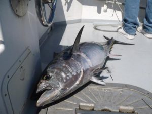 tuna cape cod charters