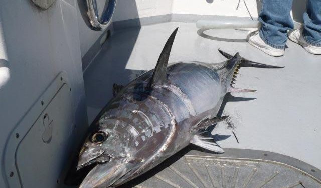 tuna cape cod charters