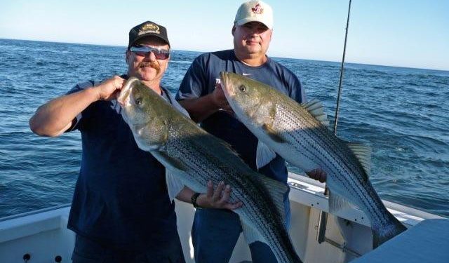 big striped bass cape cod emma jack large