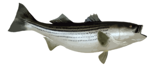 striped bass charter cape cod