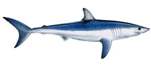 shark-charter-fishing-cape-cod-mass-300x138